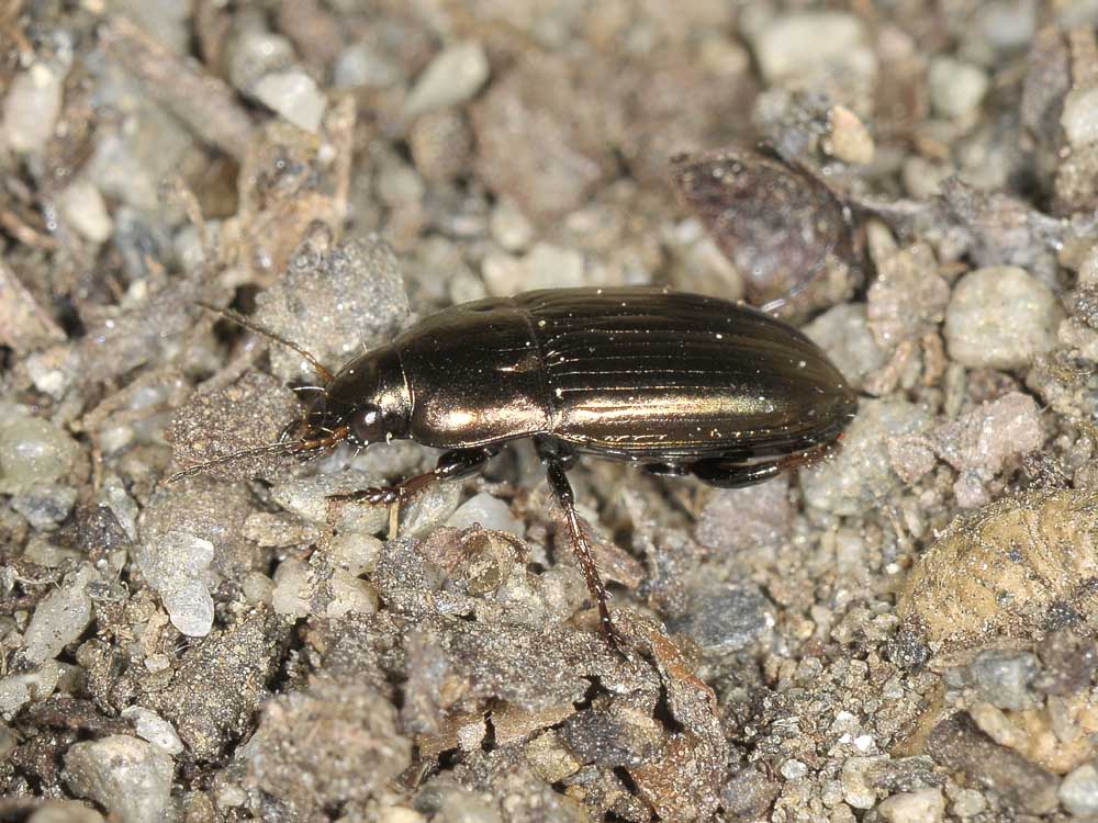 Amara aenea